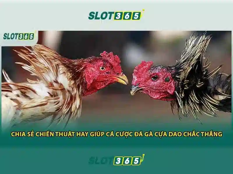 Slot365 - Đánh giá tổng quan và lưu ý cho người chơi Việt Nam