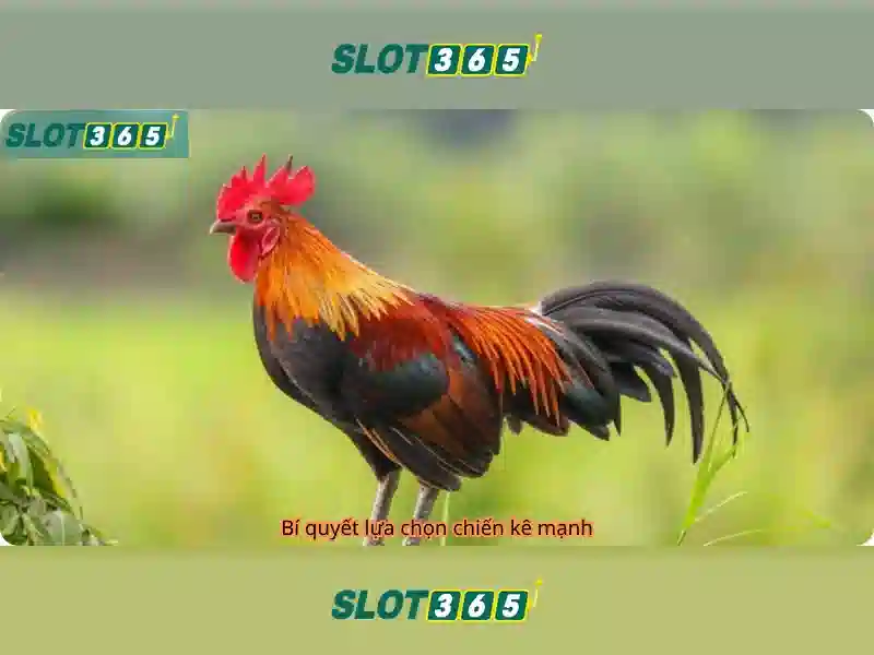 Danh gia tai khoan va ho tro khach hang cua Slot365