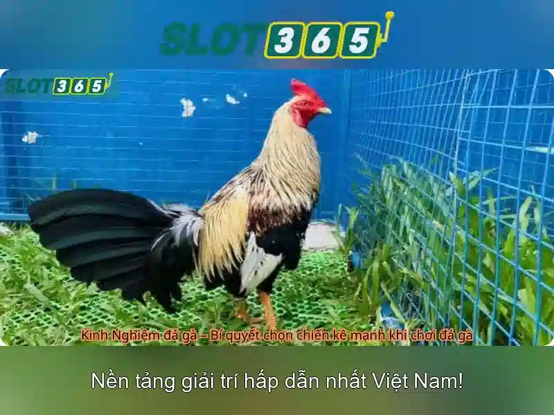 Slot365: Khám phá nền tảng casino trực tuyến an toàn và thú vị